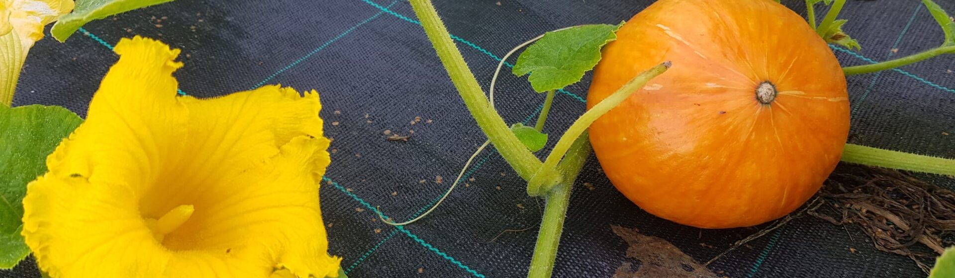 Oranje pompoen en bloem